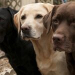 Labrador Growth Chart: Size, Weight Calculations