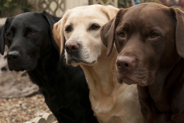 Labrador Growth Chart: Size, Weight Calculations