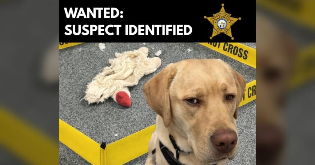 K-9 Officer Solves Stuffed Animal Murder After Becoming the Prime Suspect Himself