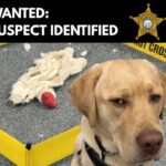 K-9 Officer Solves Stuffed Animal Murder After Becoming the Prime Suspect Himself