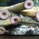Native American tribes strive to save the lamprey
