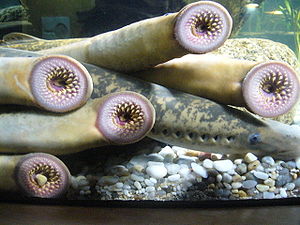 Native American tribes strive to save the lamprey