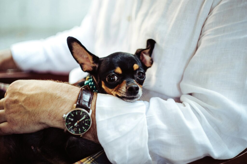 6 Dog Habits That Mean They Trust You