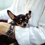 6 Dog Habits That Mean They Trust You