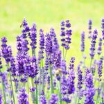 Will Lavender Calm My Dog? What You Need To Know