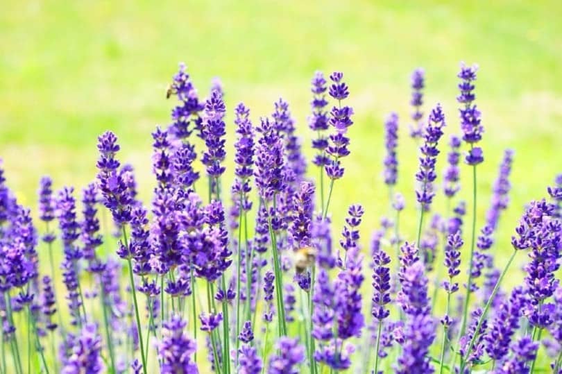 Will Lavender Calm My Dog? What You Need To Know