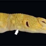 Lemon Frost Leopard Gecko Provides Insight Into Cancer In Non Mammals