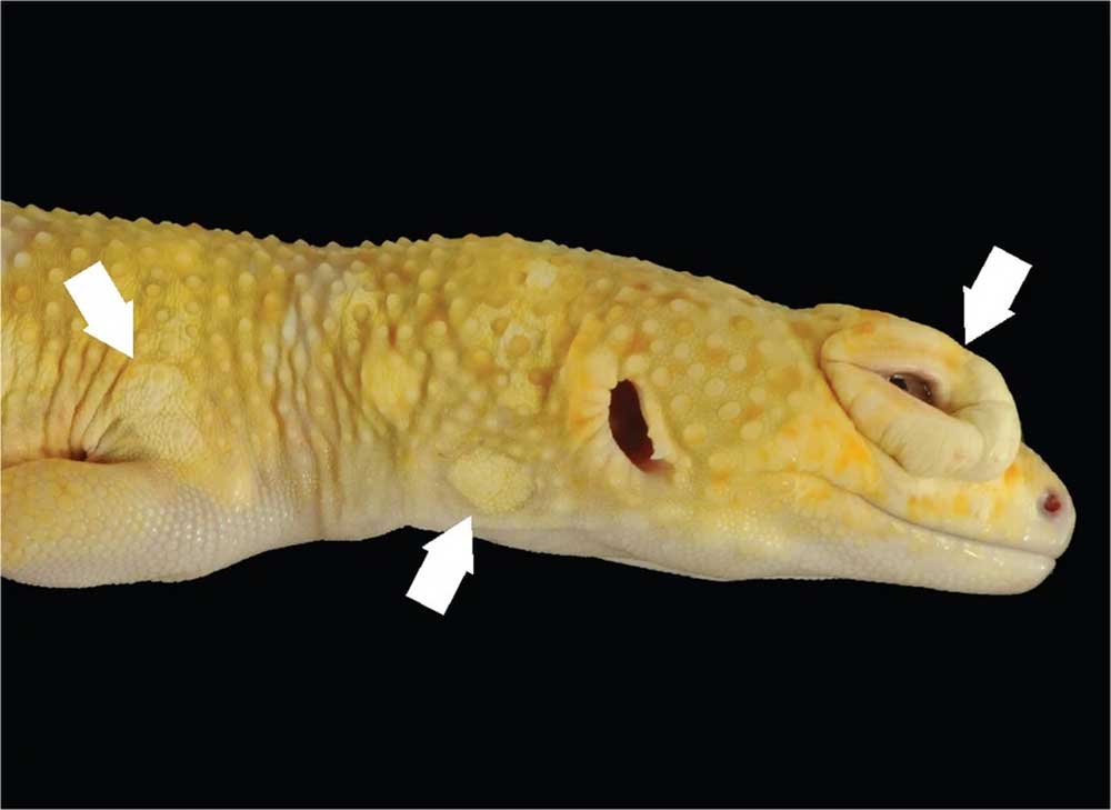 Lemon Frost Leopard Gecko Provides Insight Into Cancer In Non Mammals