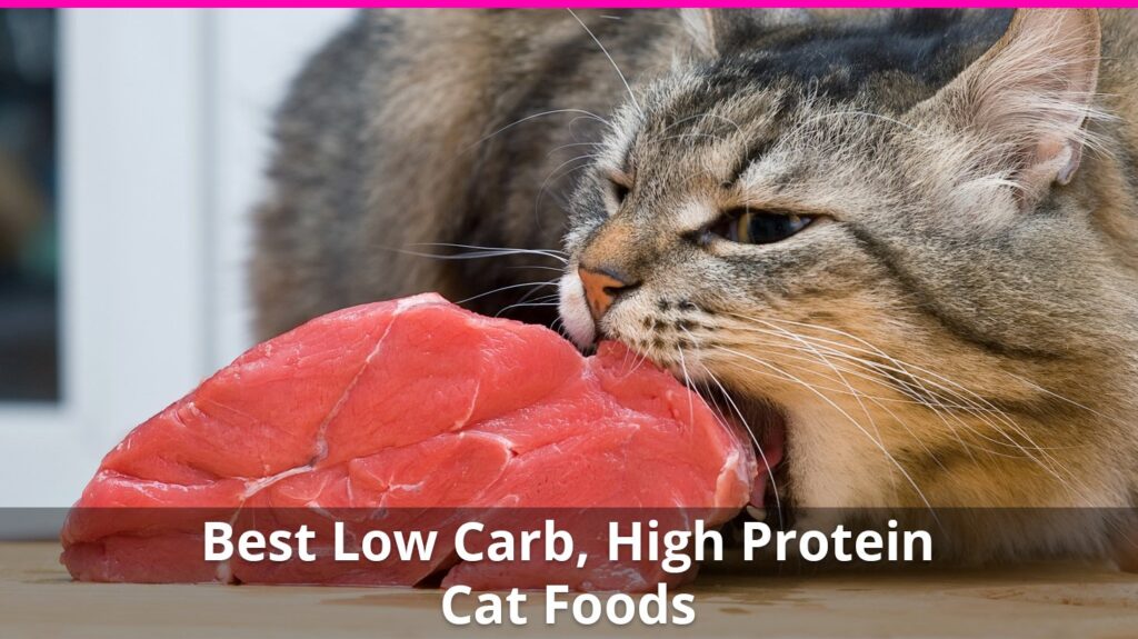The Best High Protein, Low Carb Cat Food Reviews for 2026