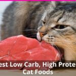 The Best High Protein, Low Carb Cat Food Reviews for 2026