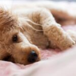 300 Italian Dog Names – Puppy Leaks