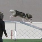 AKC Agility League Spotlight: Meet Agility Mother & Son Malamutes – American Kennel Club