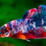 12 Amazing Facts About Betta Fish