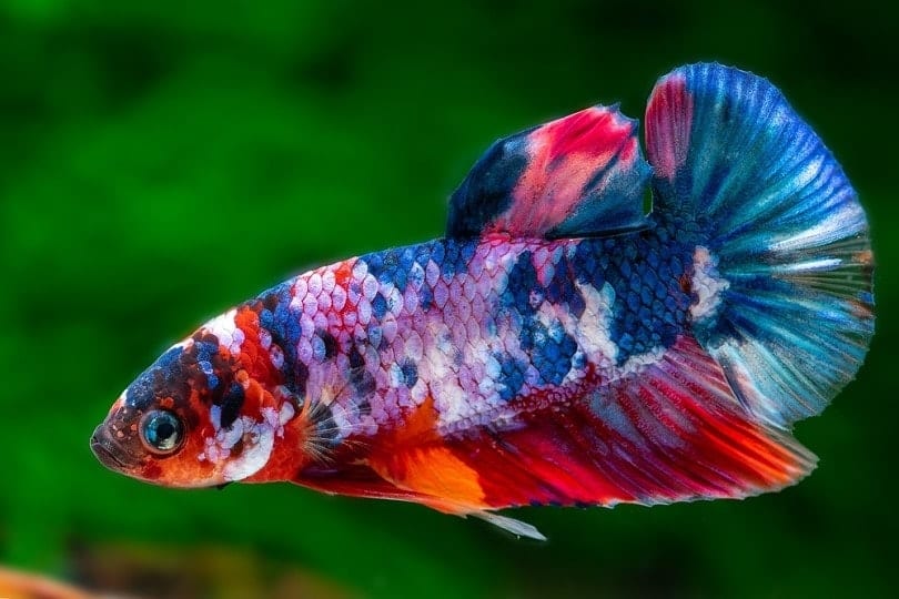 12 Amazing Facts About Betta Fish