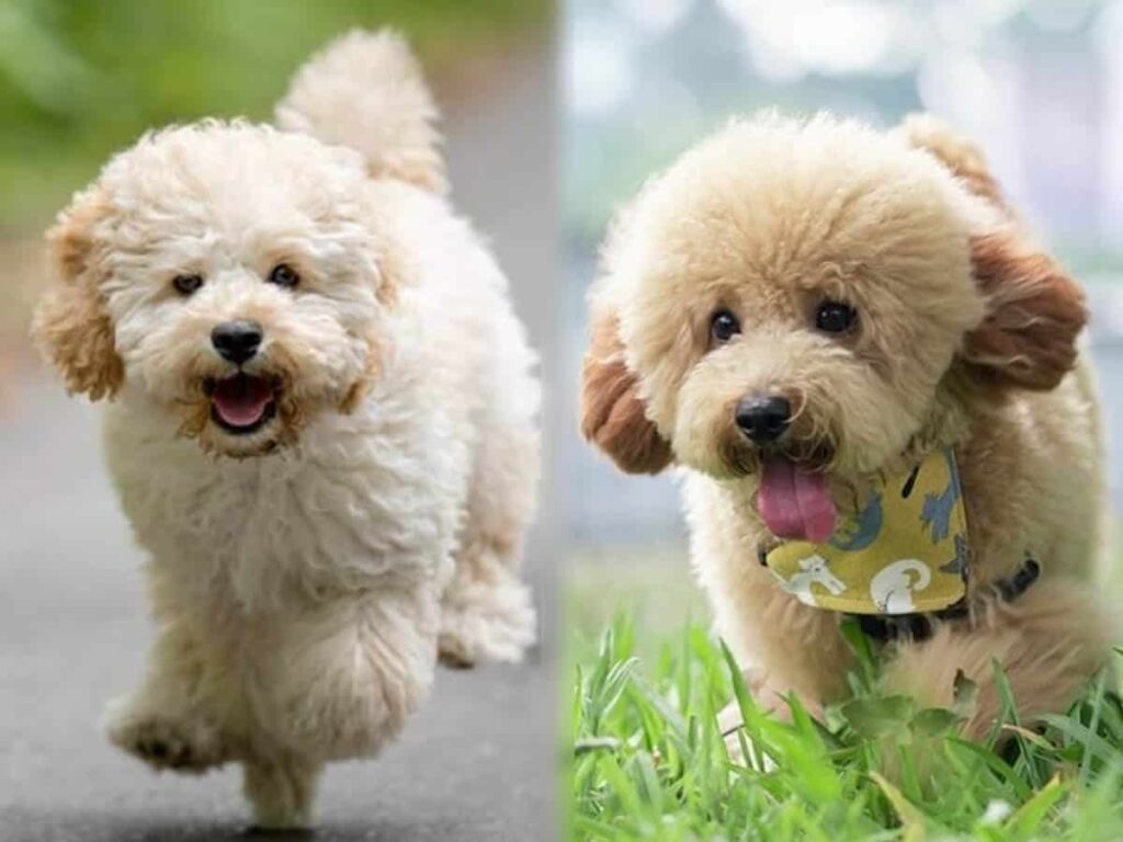 Maltipoo Vs Toy Poodle: Which One’s Right for Me?