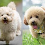 Maltipoo Vs Toy Poodle: Which One’s Right for Me?