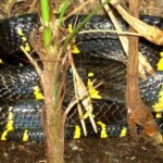 Mangrove Snake Facts and Photos