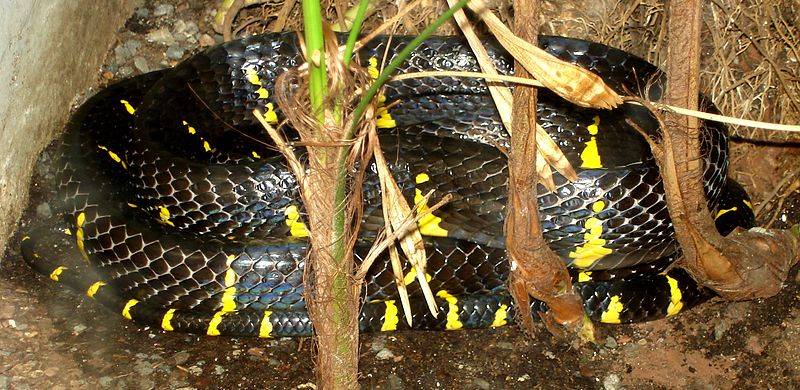 Mangrove Snake Facts and Photos