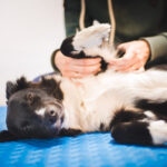The healing power of touch: mindful grooming as canine massage