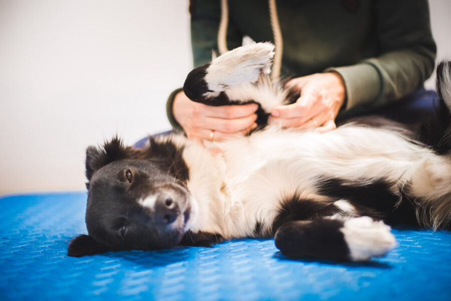 The healing power of touch: mindful grooming as canine massage