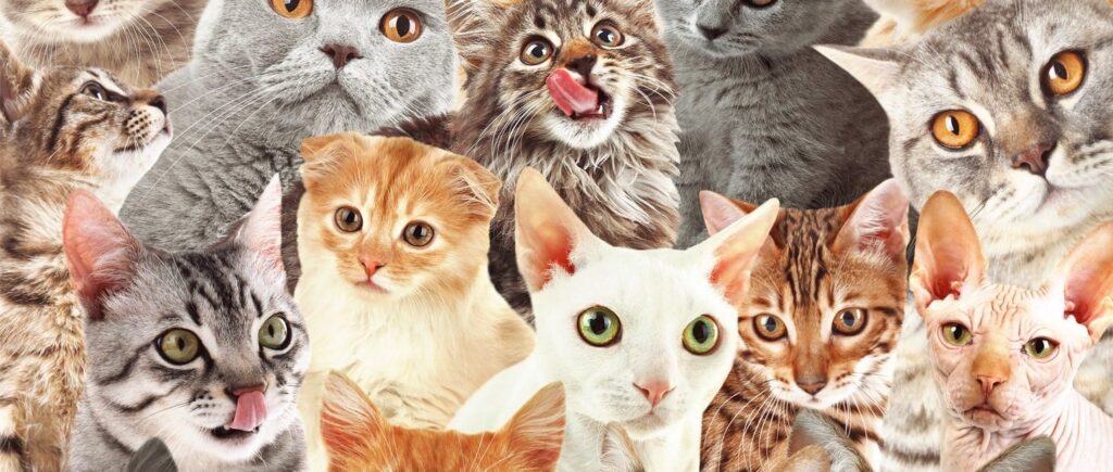 The Ultimate Guide To Different Cat Breeds (100+ Feline Breeds)
