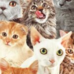 The Ultimate Guide To Different Cat Breeds (100+ Feline Breeds)