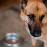 Did Your Pup’s Dinner Take a Wrong Turn?
