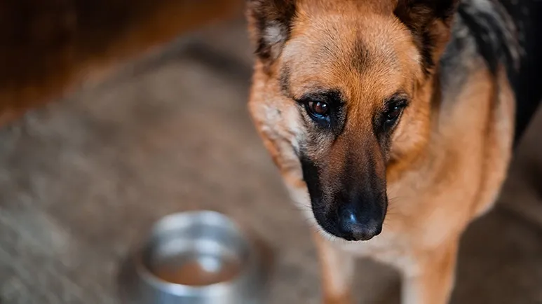 Did Your Pup’s Dinner Take a Wrong Turn?