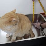 7 Best Stainless Steel Cat Litter Boxes: Sleek and Practical