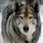 Would a dog mate with a wolf? The Ultimate Guide – KeepingDog