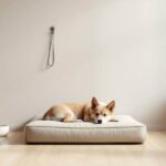 Minimalist Dog Lifestyle: Simplify Your Pup’s Daily Routine – The Dogington Post