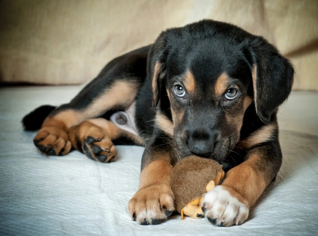 Resource Guarding In Dogs: Why It Happens & How To Handle It Safely