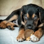 Resource Guarding In Dogs: Why It Happens & How To Handle It Safely