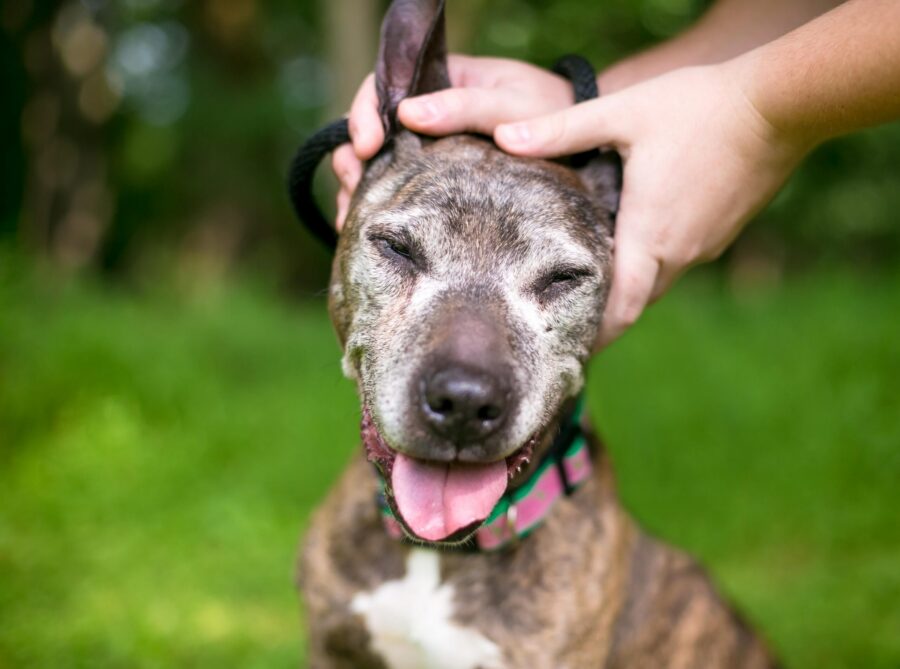 Mobility, Comfort, and Nutrition: The Power of Plasma for Senior Dog Mobility
