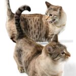 Tiny Cats, Big Controversy: What to Know Before Falling for Teacup Kittens