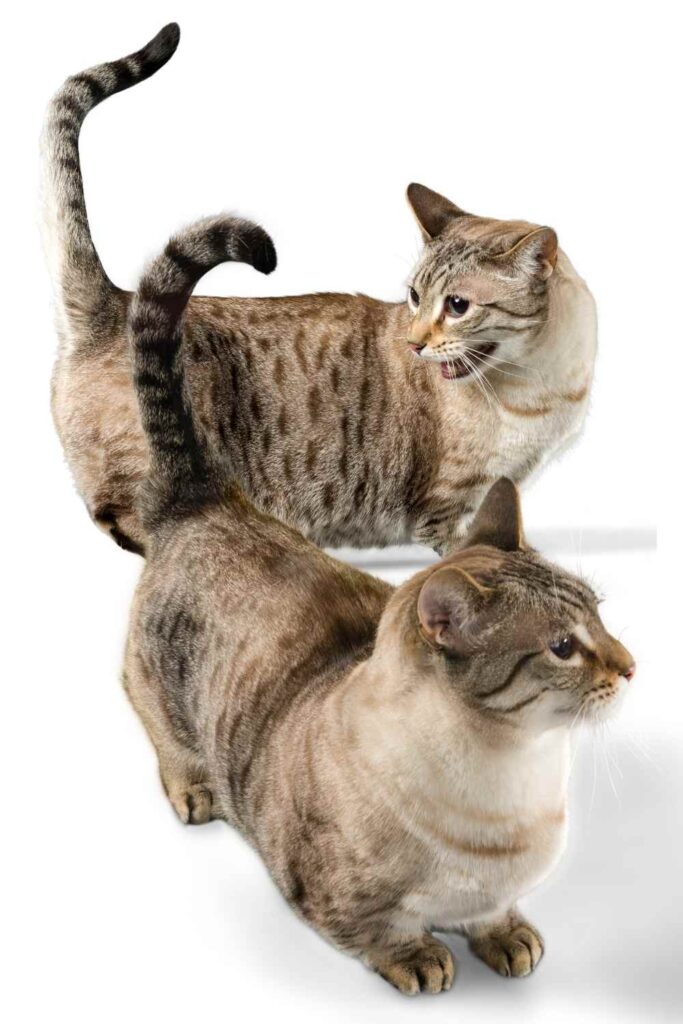 Tiny Cats, Big Controversy: What to Know Before Falling for Teacup Kittens