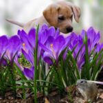 How To Control Dogs With High Prey Drive Around Squirrels