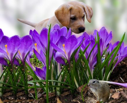 How To Control Dogs With High Prey Drive Around Squirrels