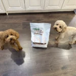 Best Dog Food for Red Coat Dogs? Nature’s Protection Review
