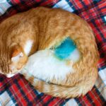 Spay & Neuter Awareness Month: What It Is & How to Celebrate