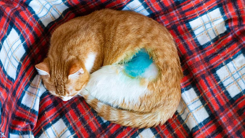 Spay & Neuter Awareness Month: What It Is & How to Celebrate
