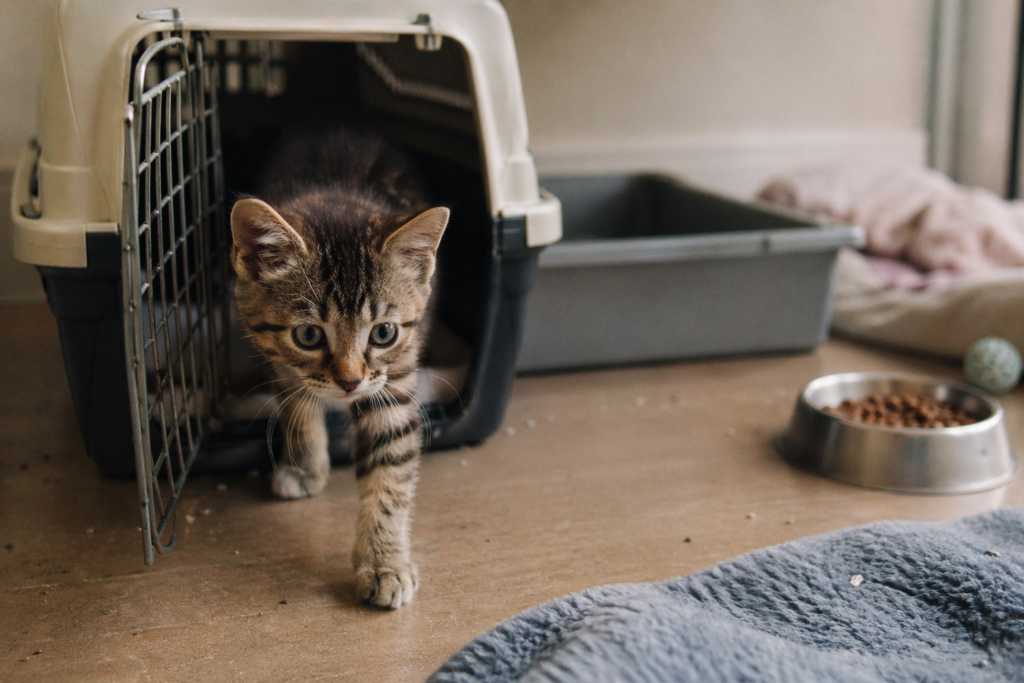 New Kitten Checklist: Everything You Need Before Bringing Your Kitten Home