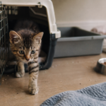 New Kitten Checklist: Everything You Need Before Bringing Your Kitten Home