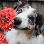 Valentine’s Day and Pet Safety