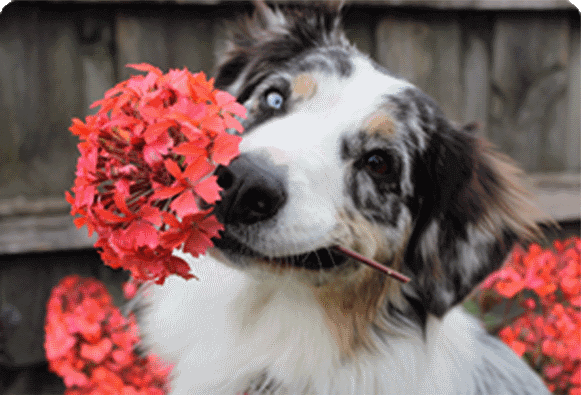 Valentine’s Day and Pet Safety