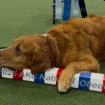Meet the 2026 AKC National Obedience Championship Winners