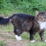14 Cat Breeds That Get Along With Dogs (With Info & Pictures) — Dogster