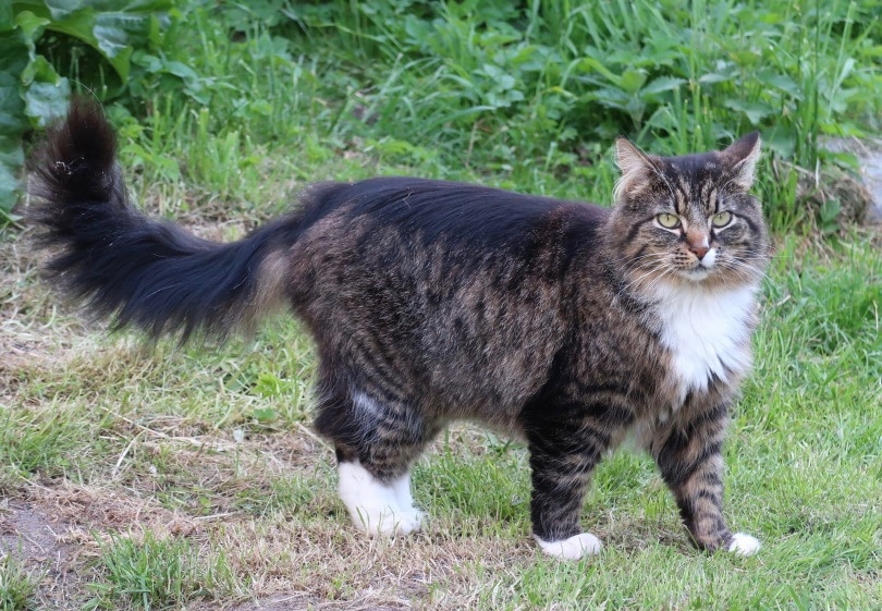 14 Cat Breeds That Get Along With Dogs (With Info & Pictures) — Dogster