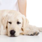 Kidney Failure in Dogs: Can a dog recover from this?