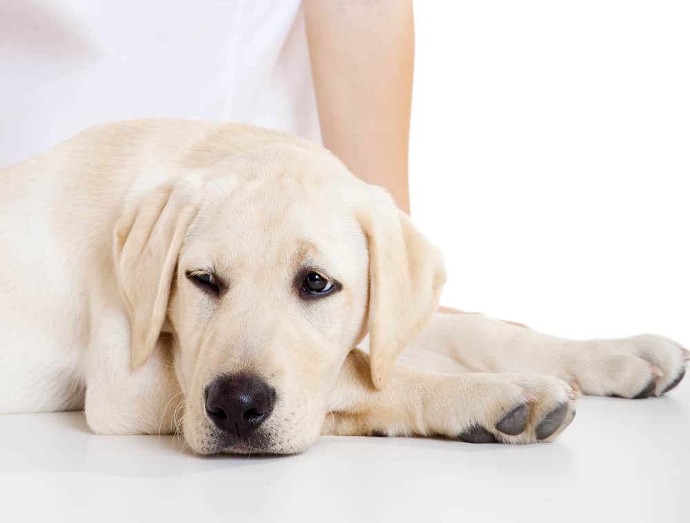 Kidney Failure in Dogs: Can a dog recover from this?